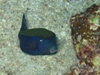 arabian boxfish.jpg